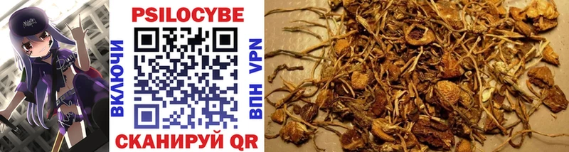 Галлюциногенные грибы Psilocybe  купить наркоту  Учалы 